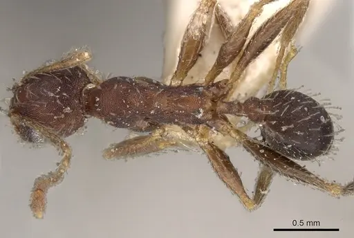 Pheidole ghatica specimen CASENT0281661 image casent0281661_1