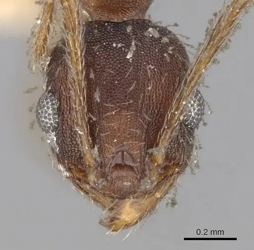 Pheidole ghatica specimen CASENT0281661 image casent0281661_2