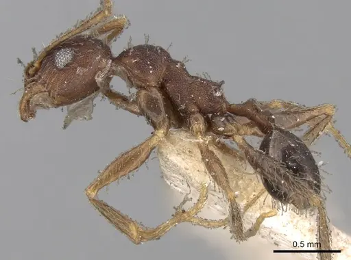 Pheidole ghatica specimen CASENT0281661 image casent0281661_3