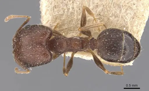 Pheidole ghatica specimen CASENT0907879 image casent0907879_1