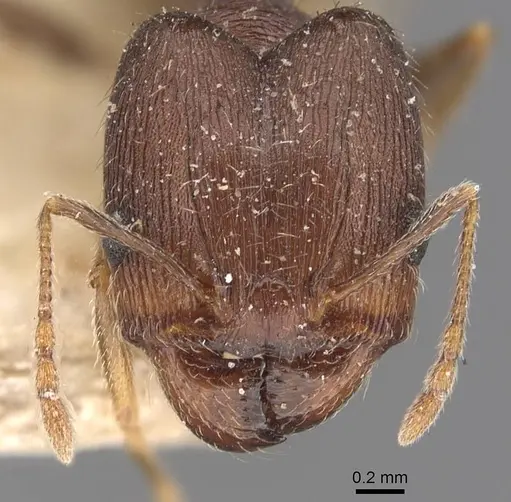Pheidole ghatica specimen CASENT0907879 image casent0907879_2