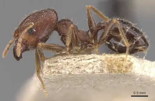 Pheidole ghatica specimen CASENT0907879 image casent0907879_3