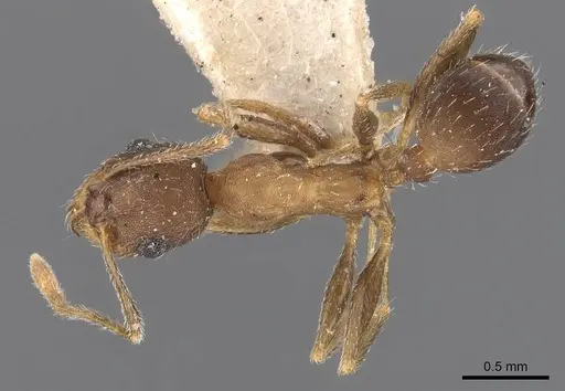 Pheidole ghatica specimen CASENT0907880 image casent0907880_1