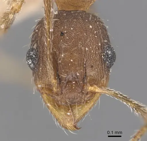 Pheidole ghatica specimen CASENT0907880 image casent0907880_2