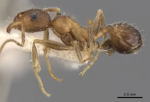 Pheidole ghatica specimen CASENT0907880 image casent0907880_3