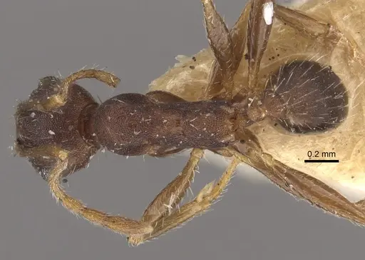 Pheidole ghatica specimen CASENT0917772 image casent0917772_1