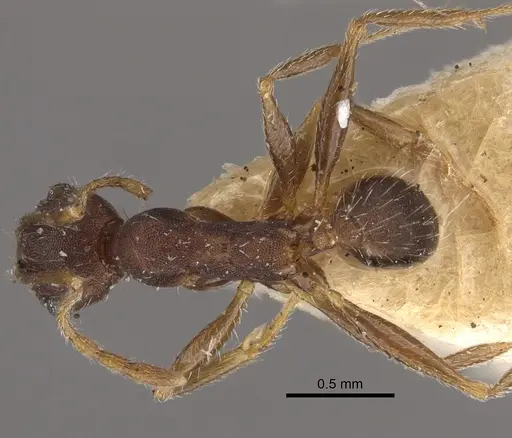 Pheidole ghatica specimen CASENT0917772 image casent0917772_2