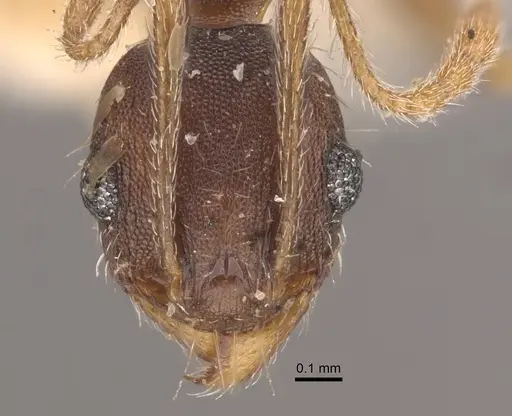 Pheidole ghatica specimen CASENT0917772 image casent0917772_3