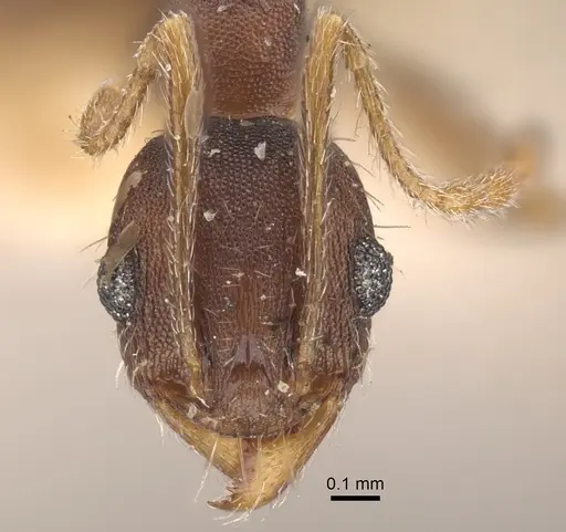 Pheidole ghatica specimen CASENT0917772 image casent0917772_4
