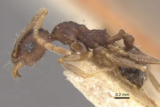Pheidole ghatica specimen CASENT0917772 image casent0917772_5