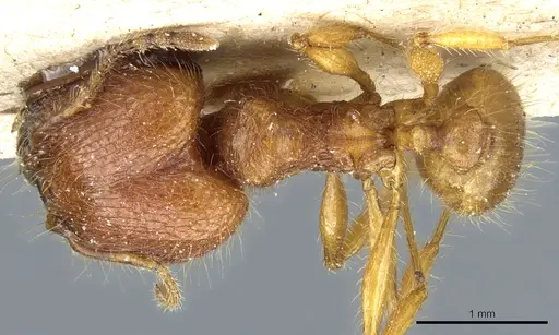 Pheidole ghigii specimen CASENT0904268 image casent0904268_1