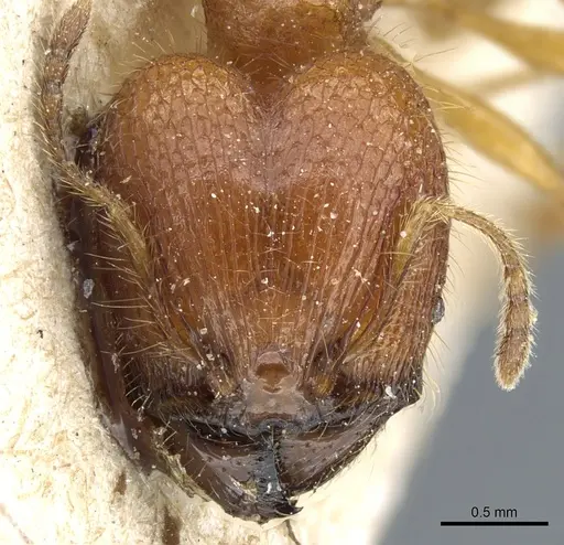 Pheidole ghigii specimen CASENT0904268 image casent0904268_2