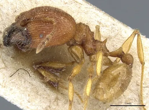 Pheidole ghigii specimen CASENT0904268 image casent0904268_3