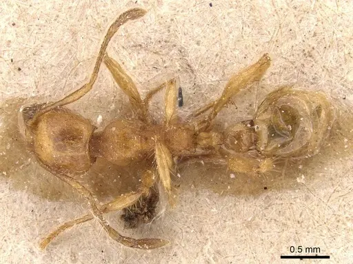 Pheidole ghigii specimen CASENT0905765 image casent0905765_1