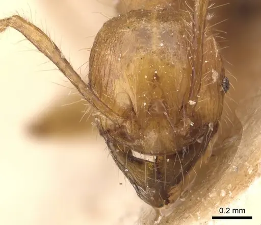 Pheidole ghigii specimen CASENT0905765 image casent0905765_2