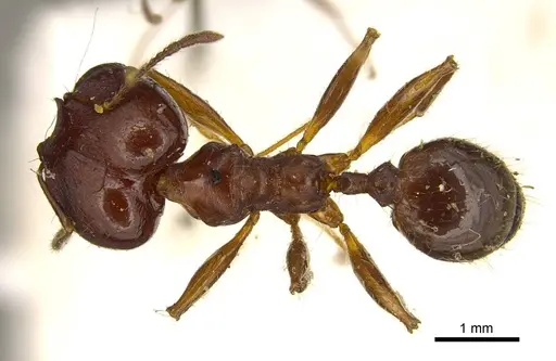 Pheidole gibba specimen CASENT0916059 image casent0916059_1