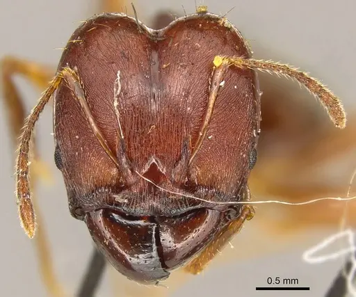 Pheidole gibba specimen CASENT0916059 image casent0916059_2