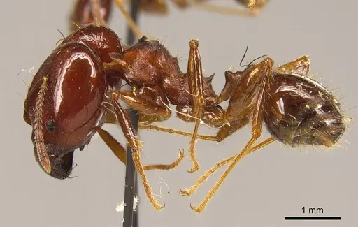 Pheidole gibba specimen CASENT0916059 image casent0916059_3