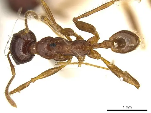 Pheidole gibba specimen CASENT0916060 image casent0916060_1