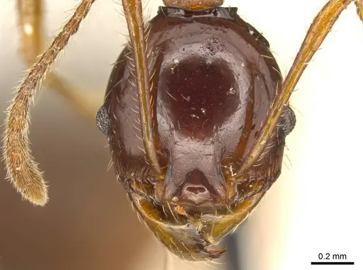Pheidole gibba specimen CASENT0916060 image casent0916060_2