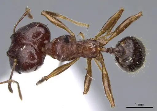 Pheidole gibba specimen CASENT0919776 image casent0919776_1