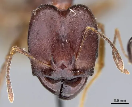 Pheidole gibba specimen CASENT0919776 image casent0919776_2