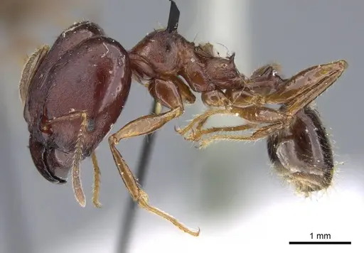 Pheidole gibba specimen CASENT0919776 image casent0919776_3