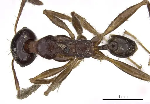 Pheidole gibba specimen CASENT0919777 image casent0919777_1