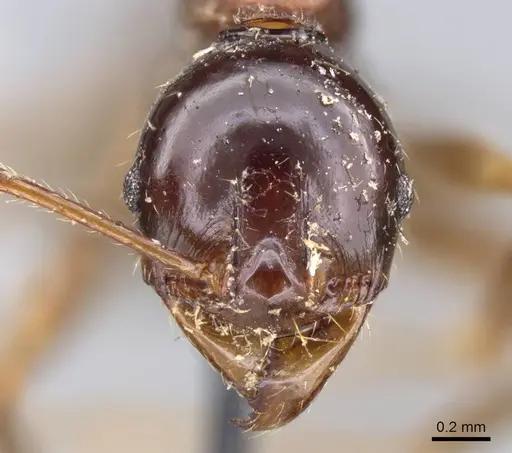 Pheidole gibba specimen CASENT0919777 image casent0919777_2