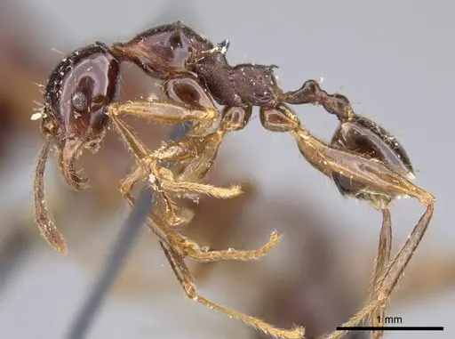 Pheidole gibba specimen CASENT0919777 image casent0919777_3