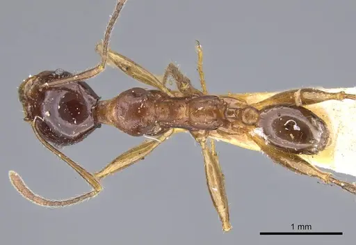 Pheidole gibba specimen CASENT0919779 image casent0919779_1
