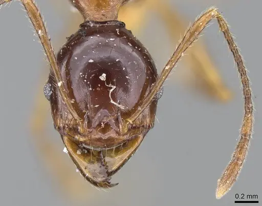 Pheidole gibba specimen CASENT0919779 image casent0919779_2