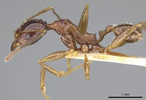 Pheidole gibba specimen CASENT0919779 image casent0919779_3