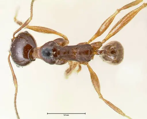 Pheidole gibba specimen FOCOL1545 image focol1545_1