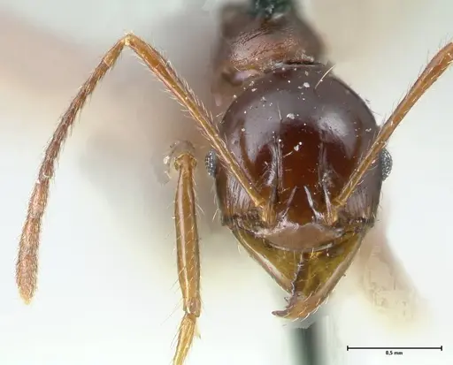 Pheidole gibba specimen FOCOL1545 image focol1545_2