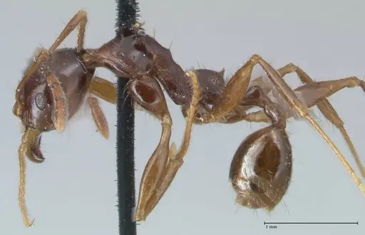 Pheidole gibba specimen FOCOL1545 image focol1545_3