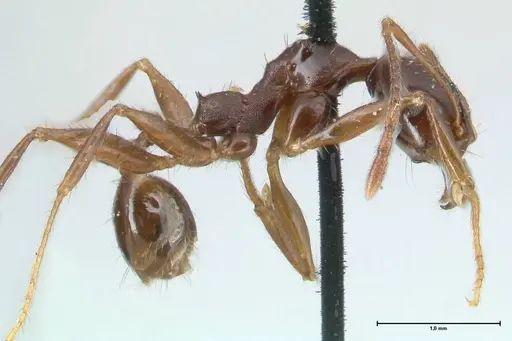 Pheidole gibba specimen FOCOL1545 image focol1545_4