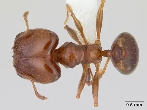 Pheidole gigaflavens specimen CASENT0178026 image casent0178026_1