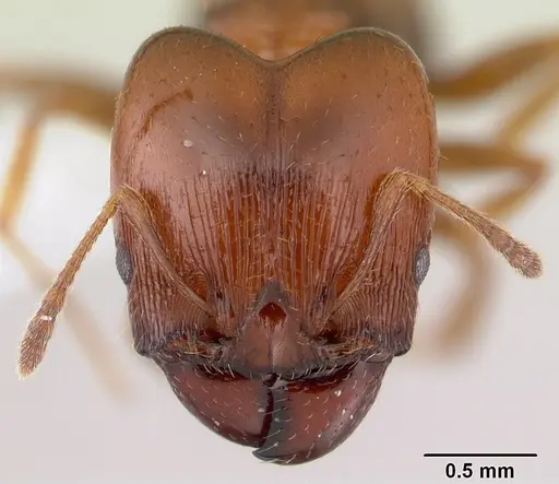 Pheidole gigaflavens specimen CASENT0178026 image casent0178026_2