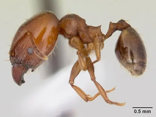 Pheidole gigaflavens specimen CASENT0178026 image casent0178026_3