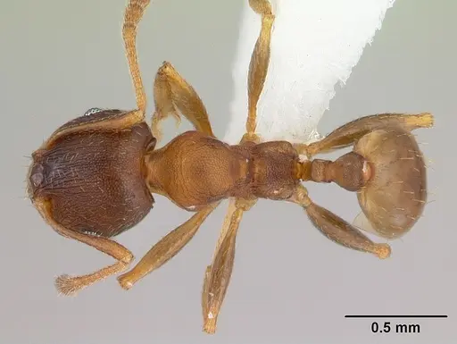 Pheidole gigaflavens specimen CASENT0178027 image casent0178027_1
