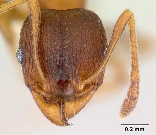 Pheidole gigaflavens specimen CASENT0178027 image casent0178027_2