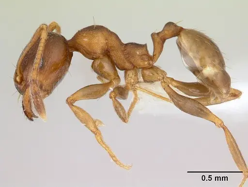 Pheidole gigaflavens specimen CASENT0178027 image casent0178027_3