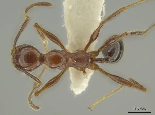 Pheidole gigas specimen CASENT0644207 image casent0644207_1