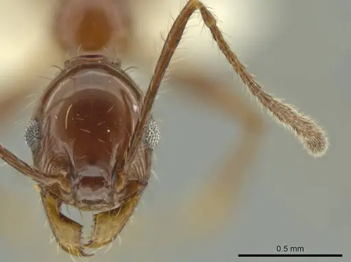Pheidole gigas specimen CASENT0644207 image casent0644207_2