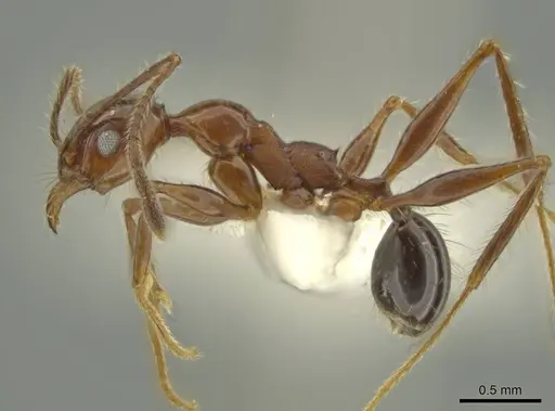Pheidole gigas specimen CASENT0644207 image casent0644207_3