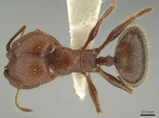 Pheidole gigas specimen JTLC000016388 image jtlc000016388_1