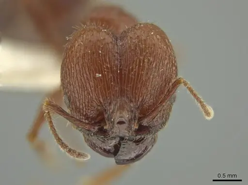 Pheidole gigas specimen JTLC000016388 image jtlc000016388_2