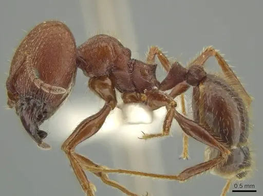 Pheidole gigas specimen JTLC000016388 image jtlc000016388_3