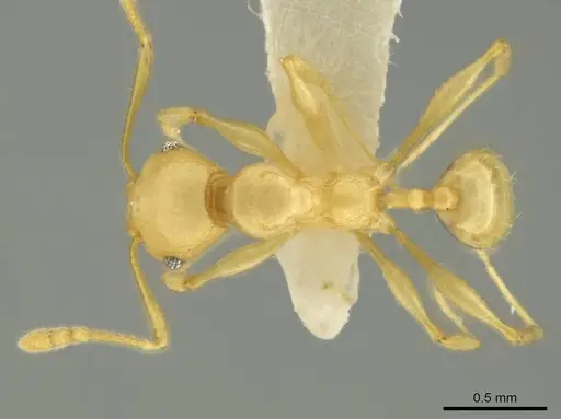 Pheidole gilva specimen CASENT0644208 image casent0644208_1